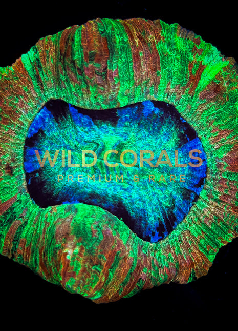 Trachyphyllia Coral - WC043 - WildCorals