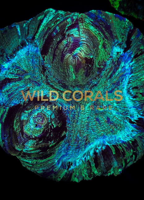 Trachyphyllia Coral - WC045 - WildCorals