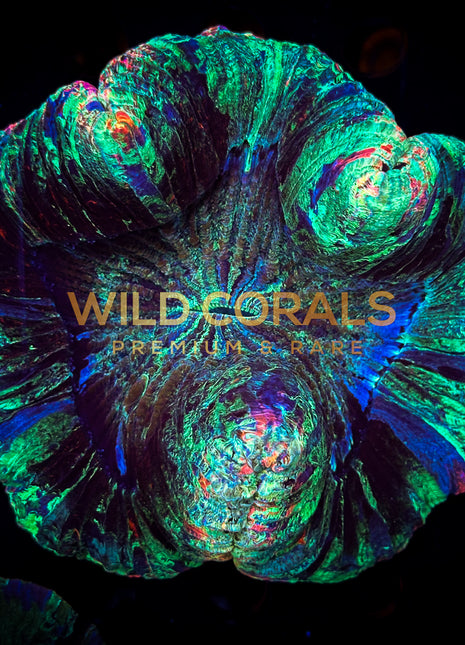 Trachyphyllia Coral - WC048 - WildCorals