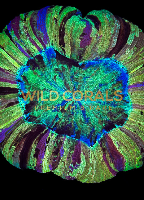 Trachyphyllia Coral - WC049 - WildCorals
