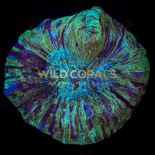 Trachyphyllia Coral - WC052 - WildCorals