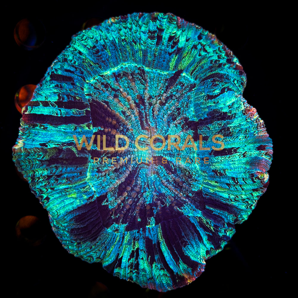 Trachyphyllia Coral - WC053 - WildCorals