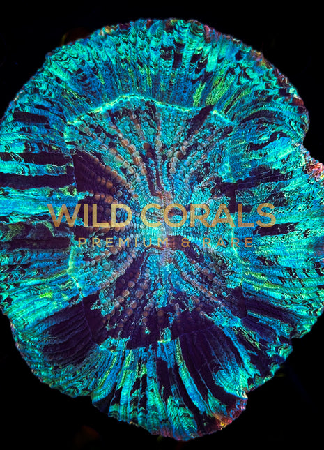 Trachyphyllia Coral - WC053 - WildCorals