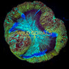 Trachyphyllia Coral - WC055 - WildCorals