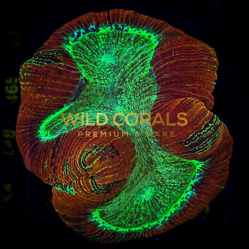 Trachyphyllia Coral - WC057