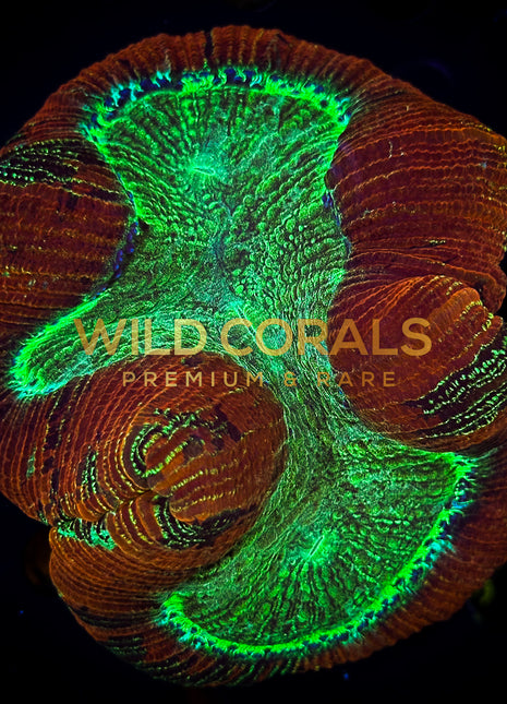 Trachyphyllia Coral - WC057 - WildCorals