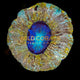 Trachyphyllia Coral - WC061 - WildCorals