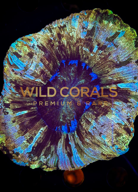 Trachyphyllia Coral - WC063 - WildCorals