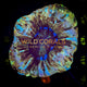 Trachyphyllia Coral - WC063 - WildCorals