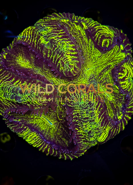 Trachyphyllia Coral - WC064