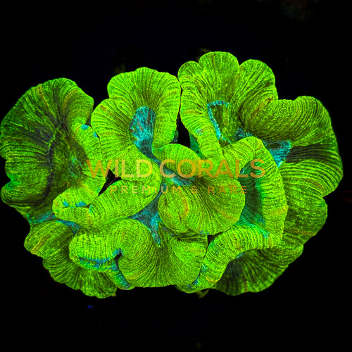 Trachyphyllia Coral - WC065