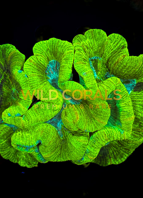 Trachyphyllia Coral - WC065