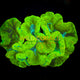 Trachyphyllia Coral - WC065 - WildCorals