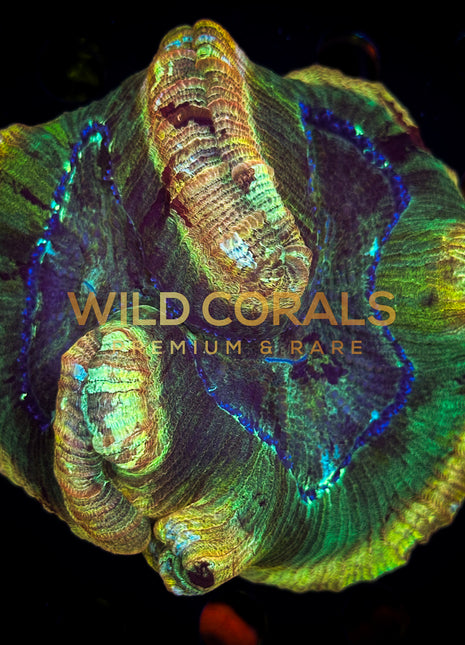 Trachyphyllia Coral - WC066 - WildCorals