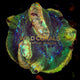 Trachyphyllia Coral - WC066 - WildCorals