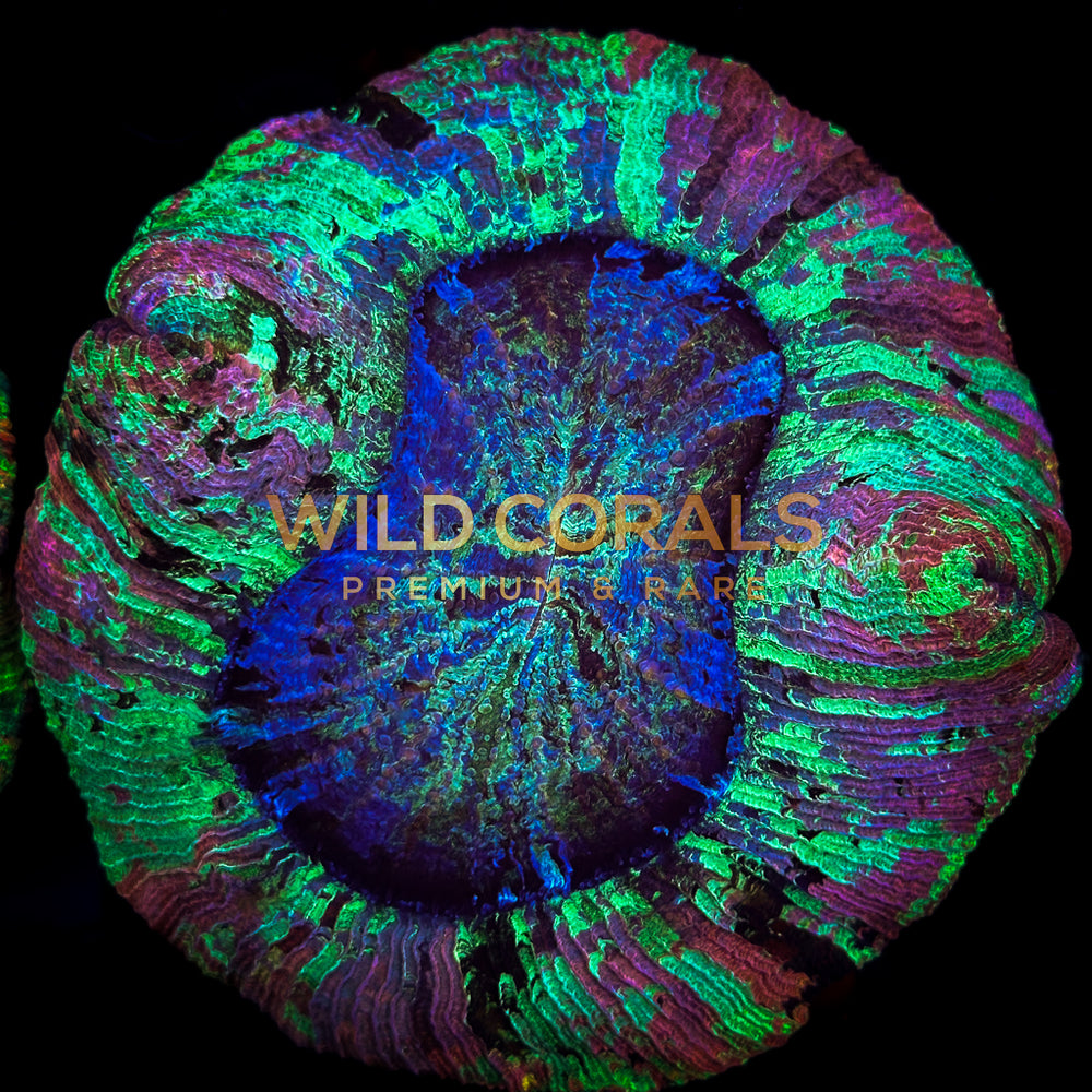 Trachyphyllia Coral - WC068 - WildCorals