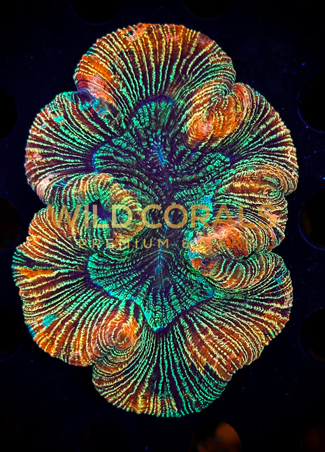 Trachyphyllia Coral - WC069 - WildCorals