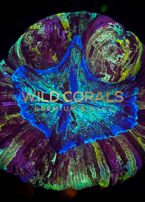 Trachyphyllia Coral - WC070 - WildCorals