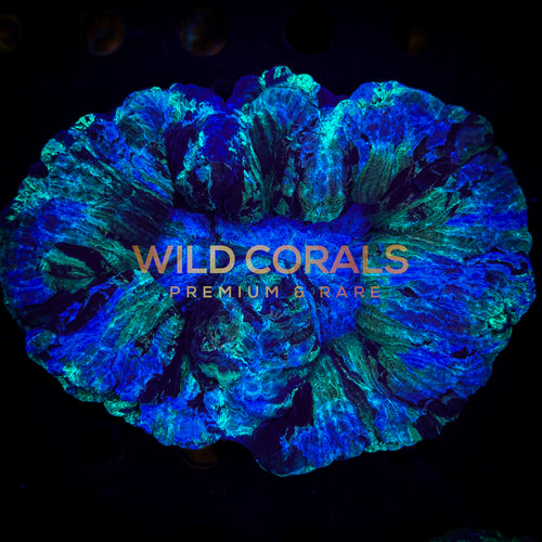 Trachyphyllia Coral - WC071