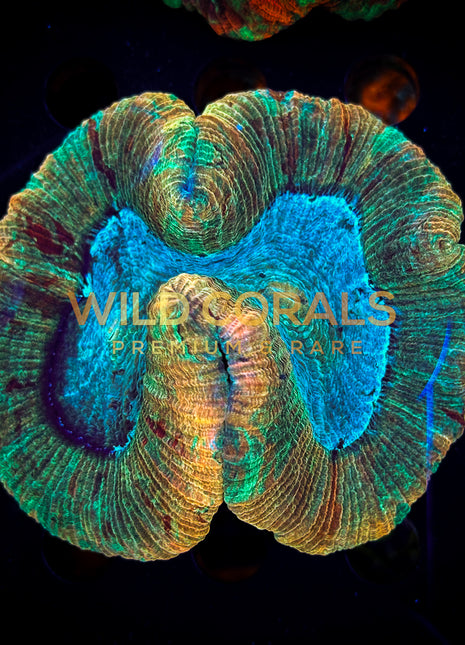 Trachyphyllia Coral - WC073 - WildCorals