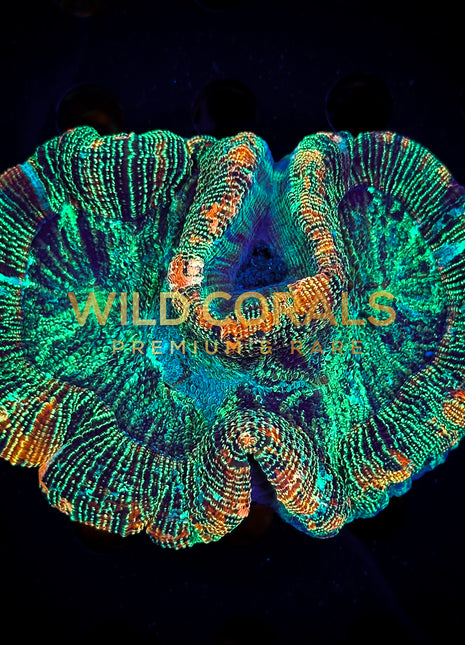 Trachyphyllia Coral - WC075 - WildCorals