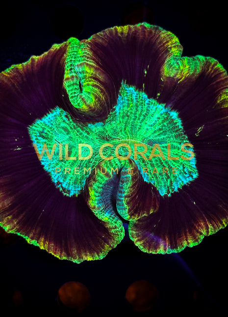 Trachyphyllia Coral - WC078 - WildCorals