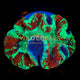Trachyphyllia Coral - WC080 - WildCorals