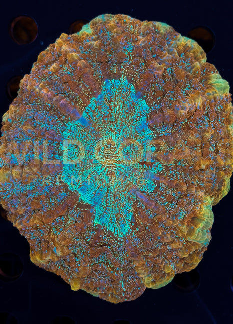 Acanthophyllia - WC163 - WildCorals