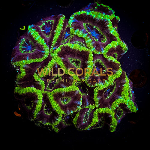 Micromussa MIni Colony - WC204 - WildCorals