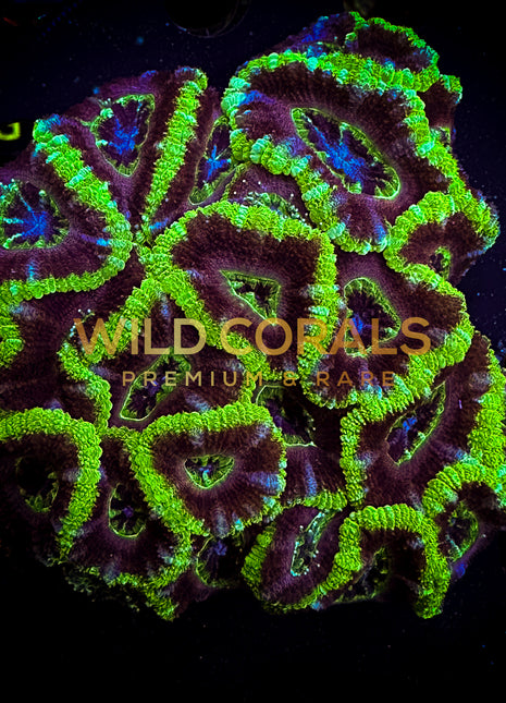 Micromussa MIni Colony - WC204 - WildCorals