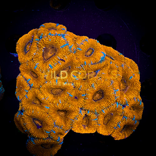 Micromussa MIni Colony - WC208 - WildCorals