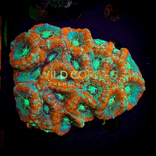 Micromussa MIni Colony - WC209 - WildCorals