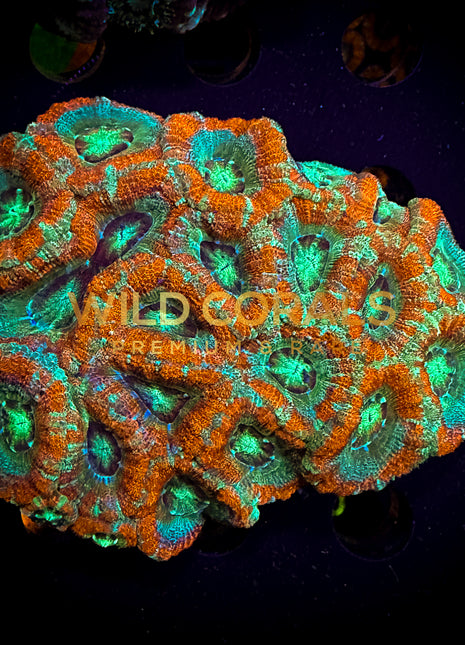 Micromussa MIni Colony - WC209 - WildCorals