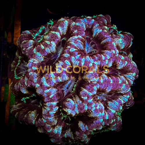 Micromussa MIni Colony - WC214 - WildCorals