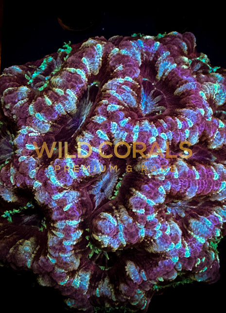 Micromussa MIni Colony - WC214 - WildCorals