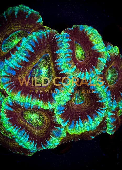 Micromussa MIni Colony - WC216 - WildCorals
