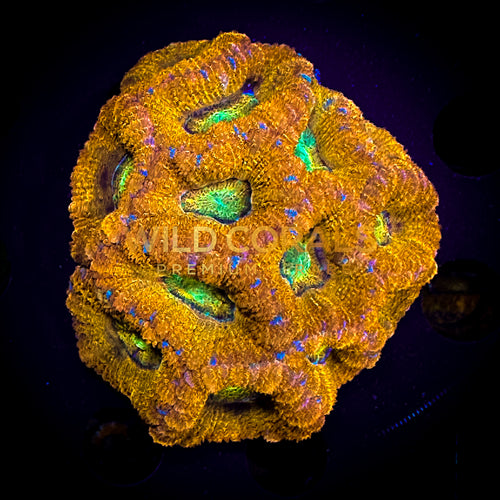 Micromussa Ultra MIni Colony - WC217 - WildCorals