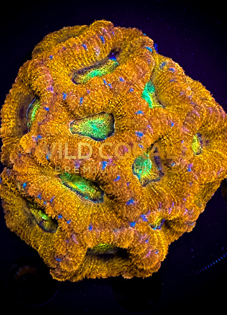 Micromussa Ultra MIni Colony - WC217 - WildCorals