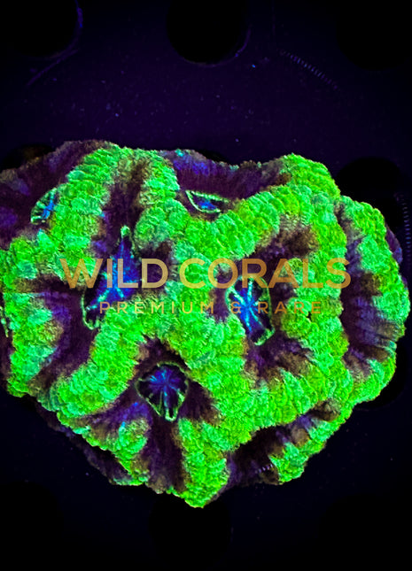 Micromussa MIni Colony - WC223 - WildCorals