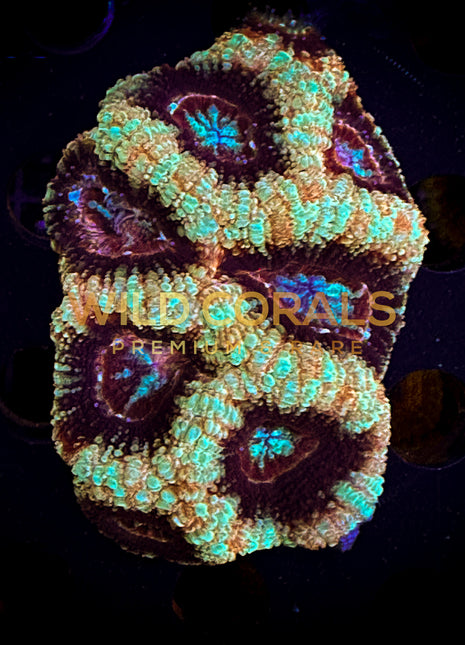 Micromussa MIni Colony - WC224 - WildCorals