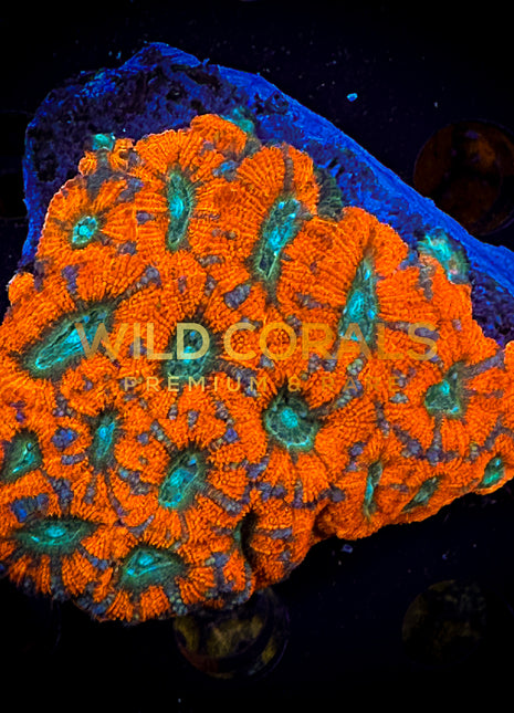 Micromussa MIni Colony - WC228 - WildCorals