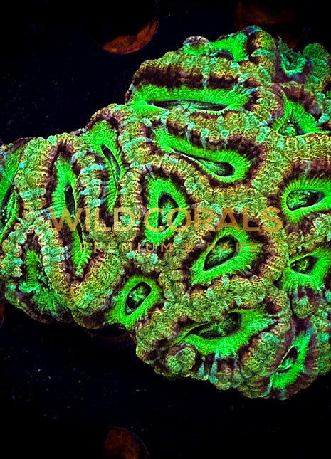 Micromussa MIni Colony - WC230 - WildCorals