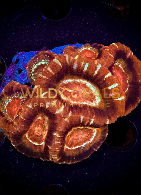 Micromussa MIni Colony - WC238 - WildCorals