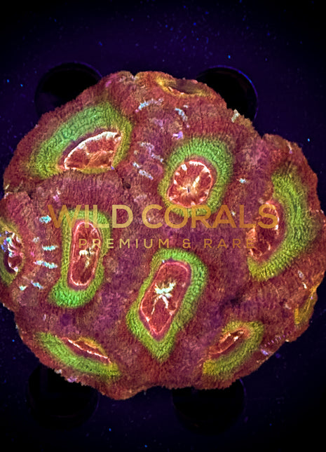 Micromussa MIni Colony - WC241 - WildCorals
