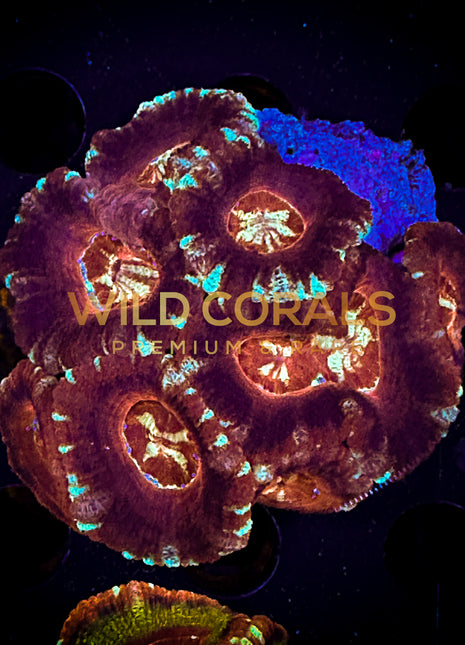 Micromussa MIni Colony - WC242 - WildCorals