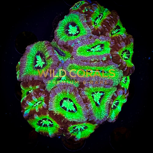 Micromussa MIni Colony - WC246 - WildCorals