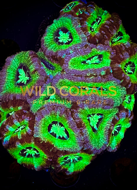 Micromussa MIni Colony - WC246 - WildCorals