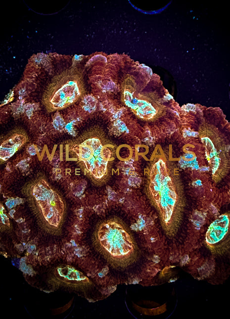 Micromussa MIni Colony - WC248 - WildCorals