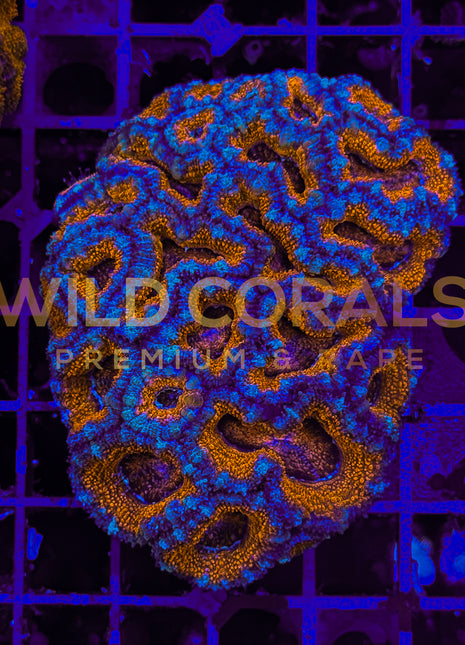 Acanthastrea Rainbow Colony M - WildCorals