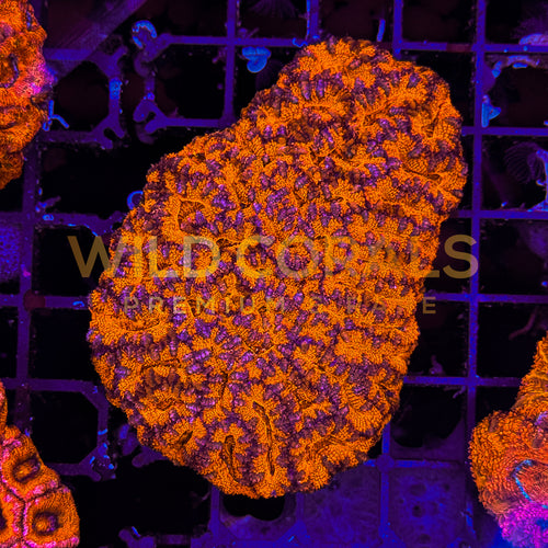 Acanthastrea Rainbow Colony L - WildCorals